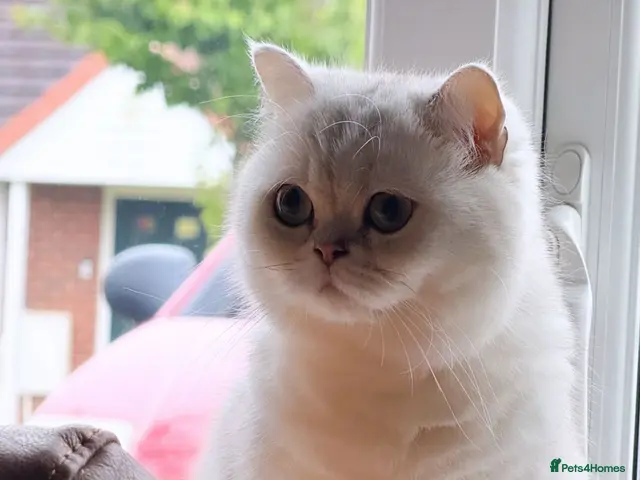 British Shorthair cats Silver British Shorthair kittens - Advert 1