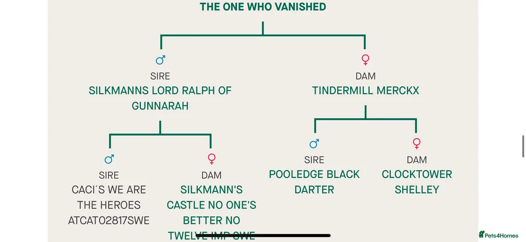 Flat coated Retriever dogs for stud: Proven Flatcoat retriever available for stud in Ross-on-Wye - Advert 8