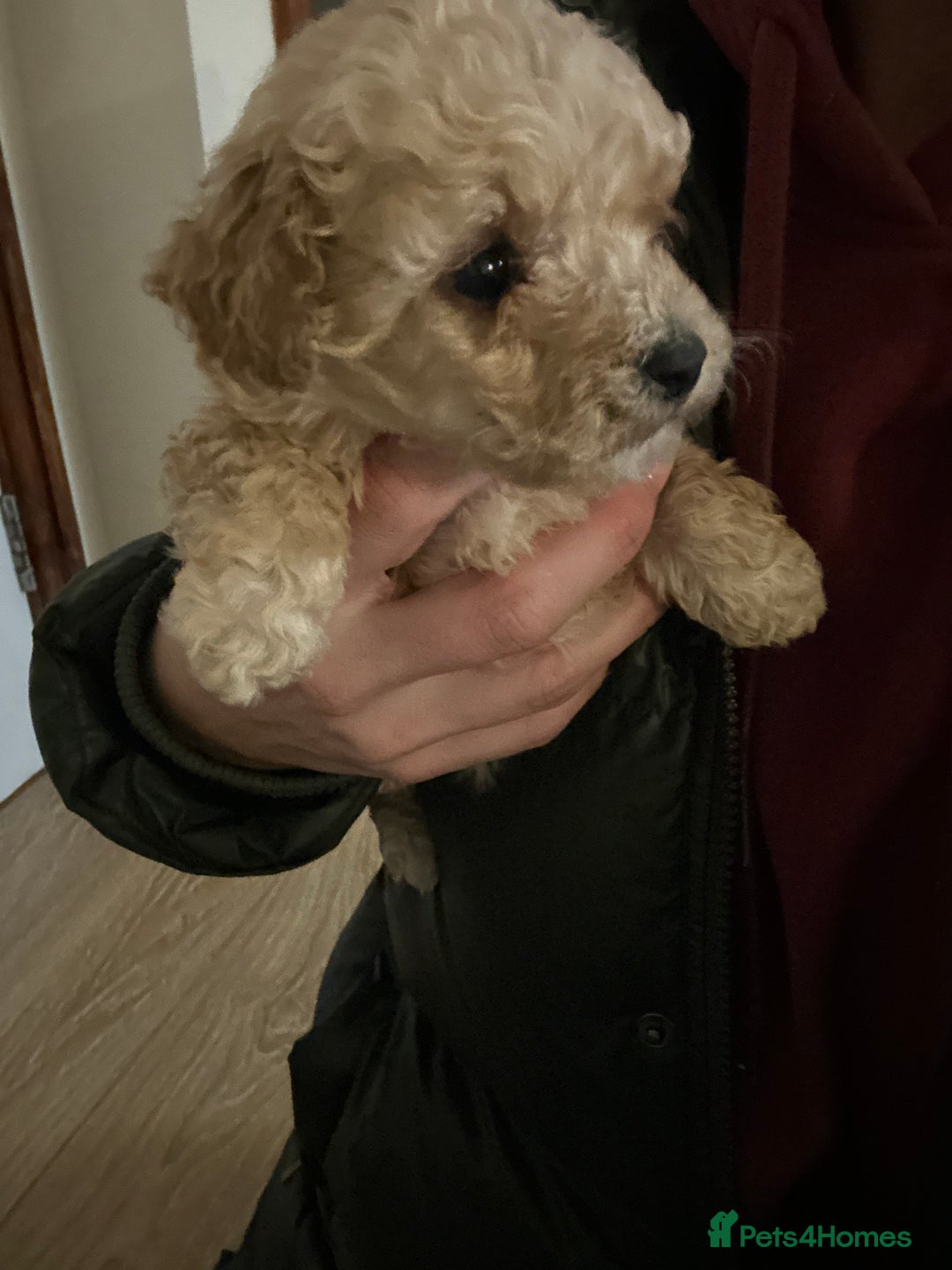 Poochon dogs for sale: Poochon puppies ready now  - Advert 11