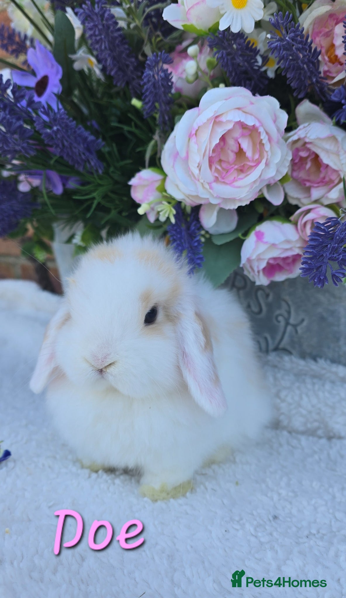 Mini Lop rabbits Beautiful quality mini lops - Advert 2