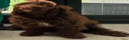 Cockapoo dogs for sale: Sarah - Advert 25