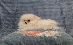 Pomeranian dogs for sale: Gorgeous Teddy Bear Pomeranian Puppies - Image 7
