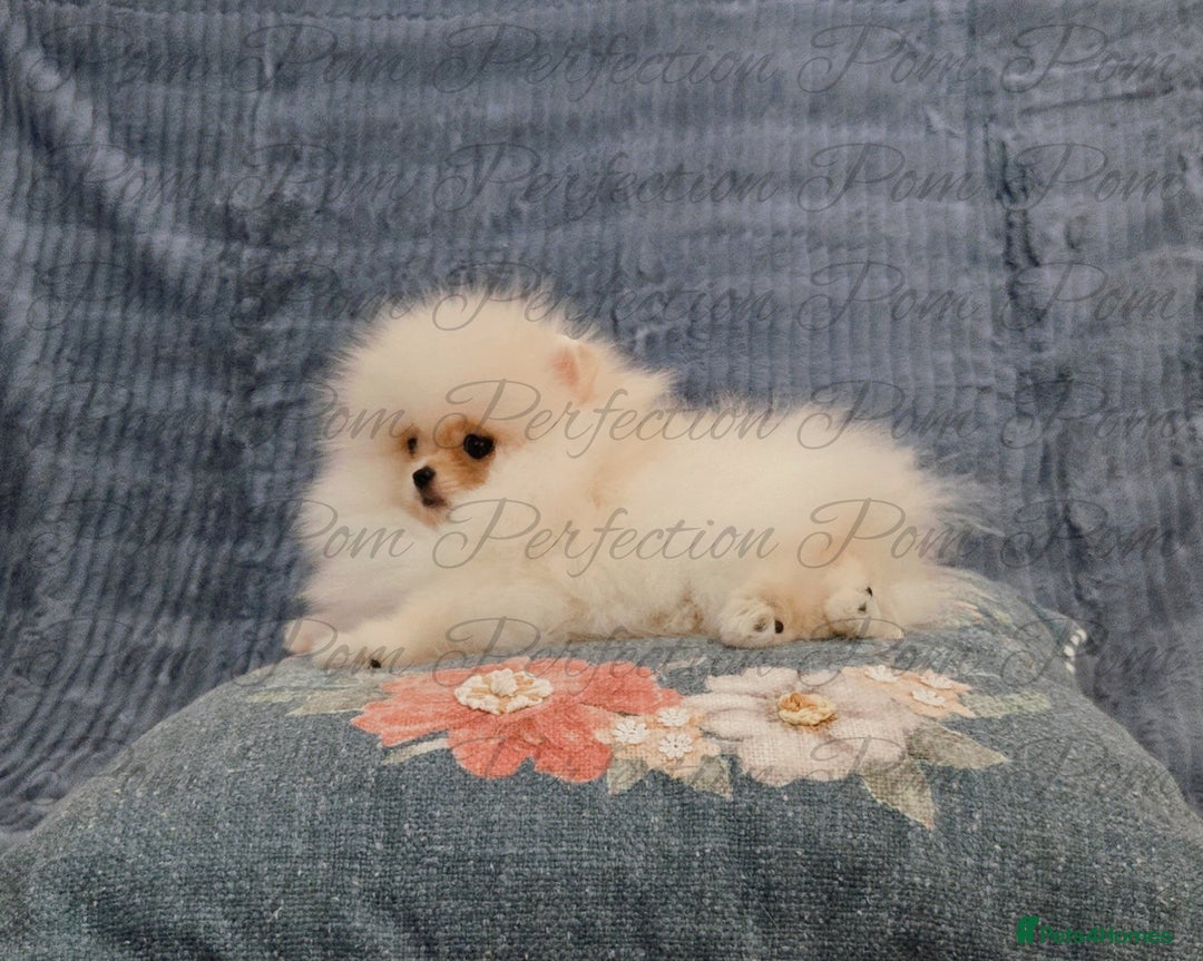 Pomeranian dogs for sale: Gorgeous Teddy Bear Pomeranian Puppies - Image 7