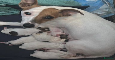 Jack Russell dogs - Advert 6