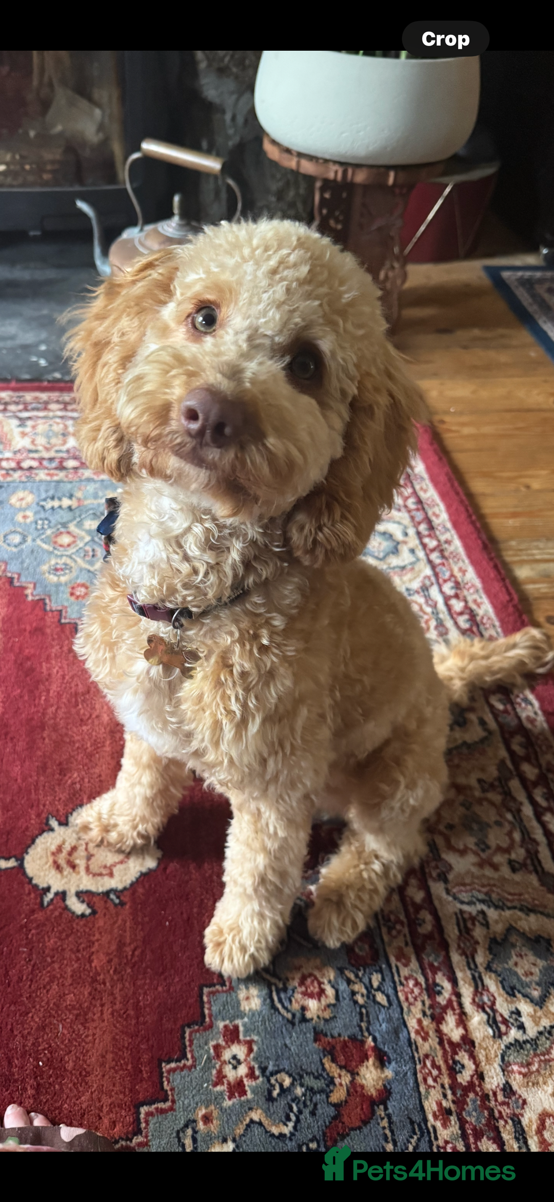 Cockapoo dogs for sale: Make Cockerpoo  - Image 2
