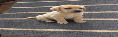 Labrador Retriever 2