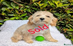 Maltipoo dogs for sale: Stunning multipoos in Ilford - Image 5