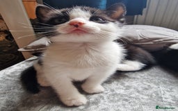 Mixed Breed cats for sale: 5 Gorgeous Tuxedo Kittens - Image 8