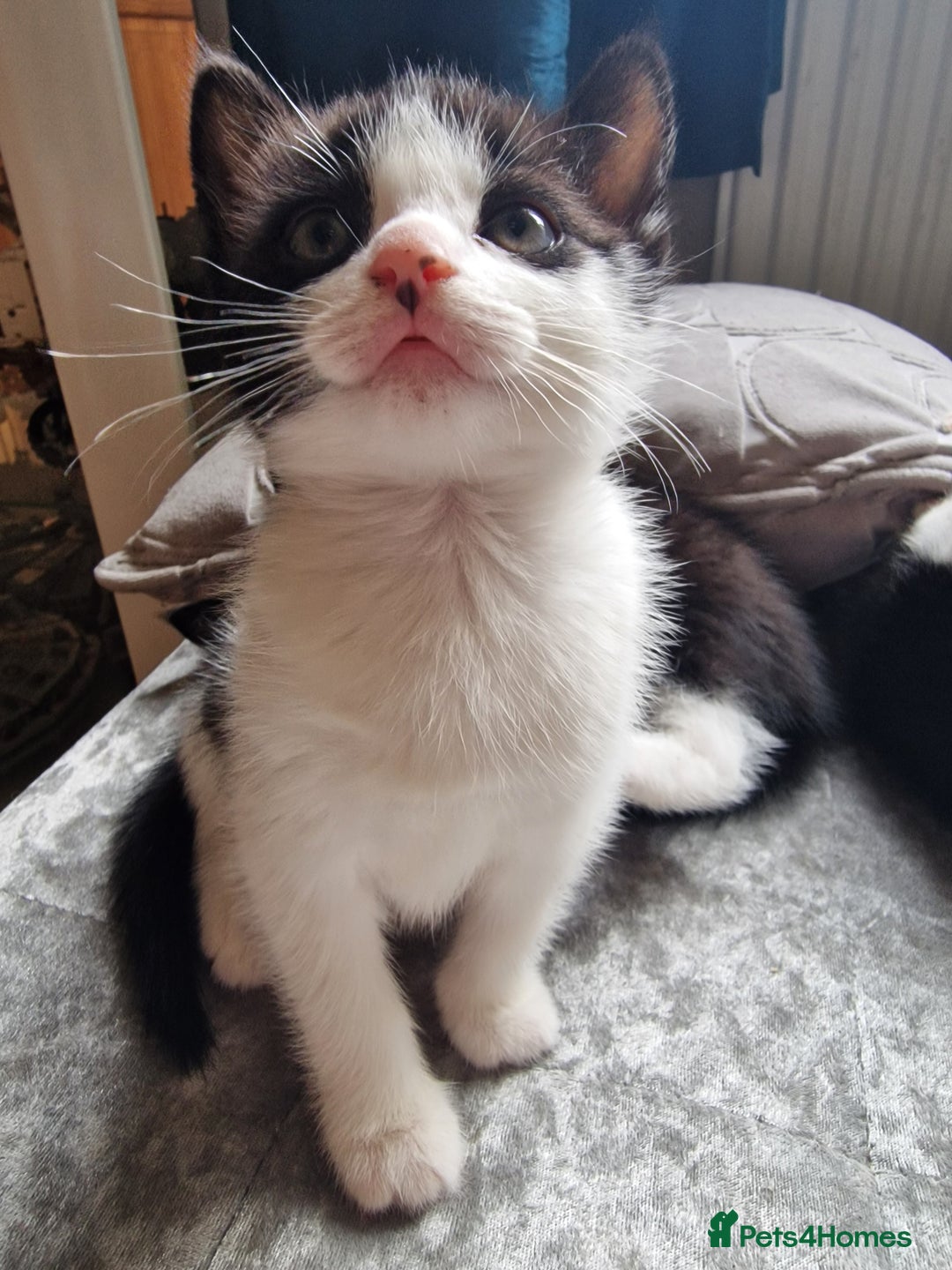 Mixed Breed cats for sale: 5 Gorgeous Tuxedo Kittens - Image 8