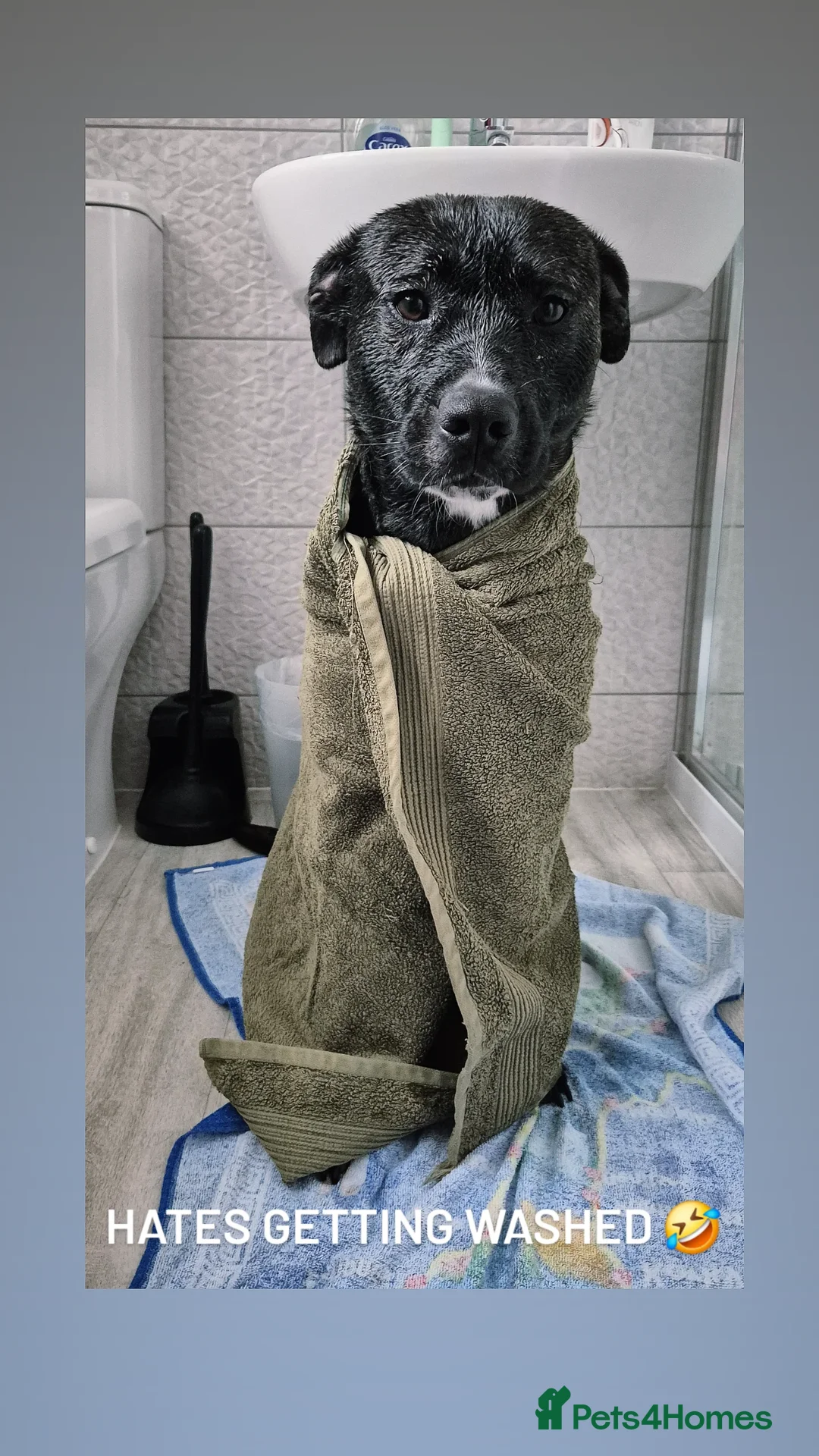 Mixed Breed dogs for sale: Staffy x Gerberian Shepsky - Advert 1