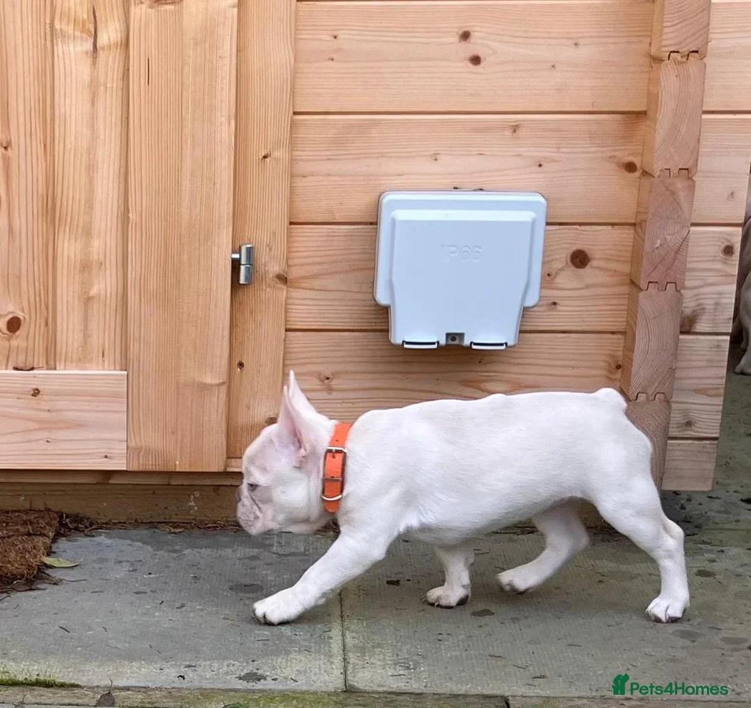 French Bulldog dogs for sale: French Bulldog Puppy 5 - Orange - Advert 2