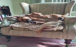 Mixed Breed dogs for sale: Queen of Heavens - Image 2