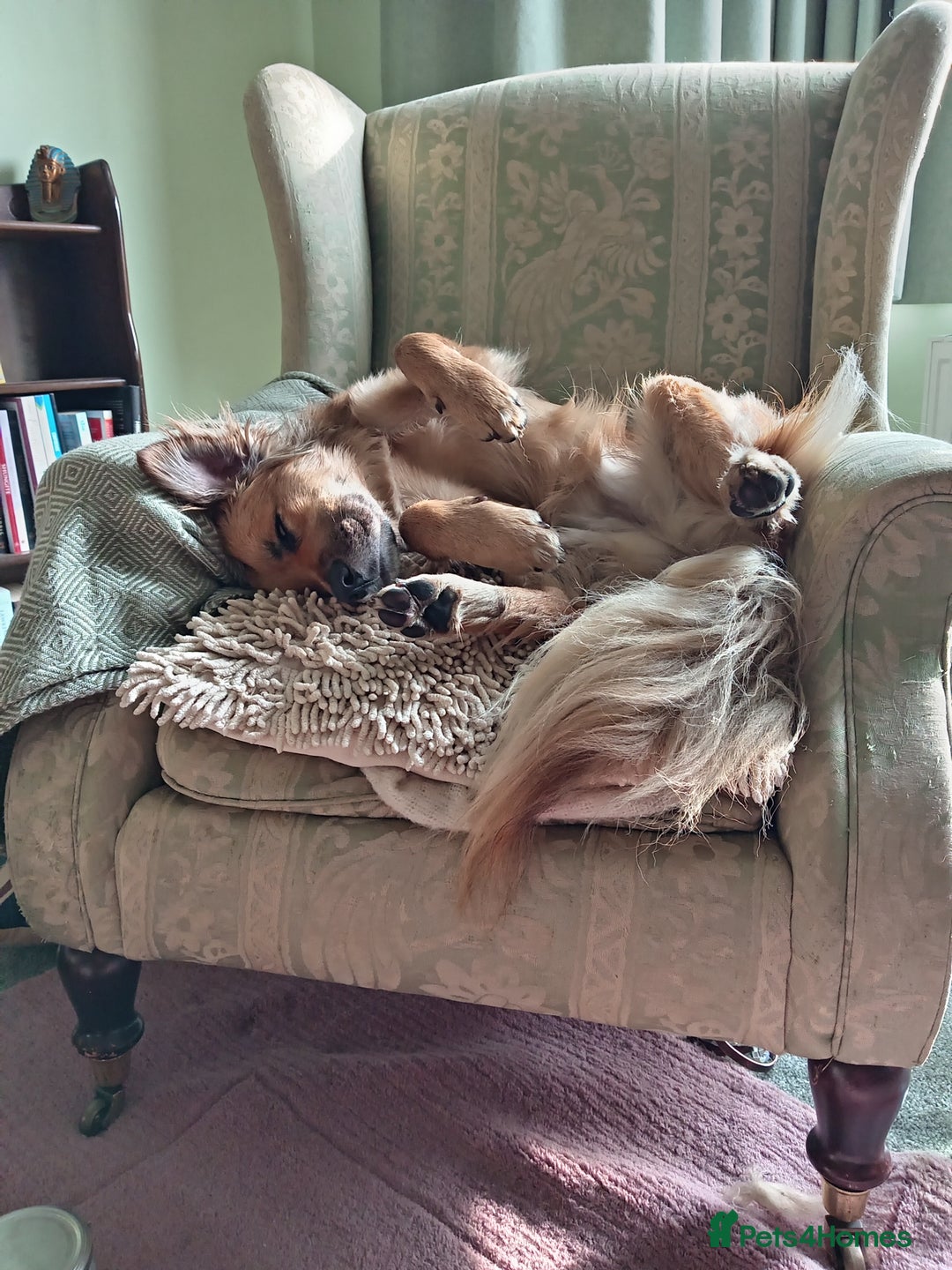 Mixed Breed dogs for sale: Queen of Heavens - Image 2