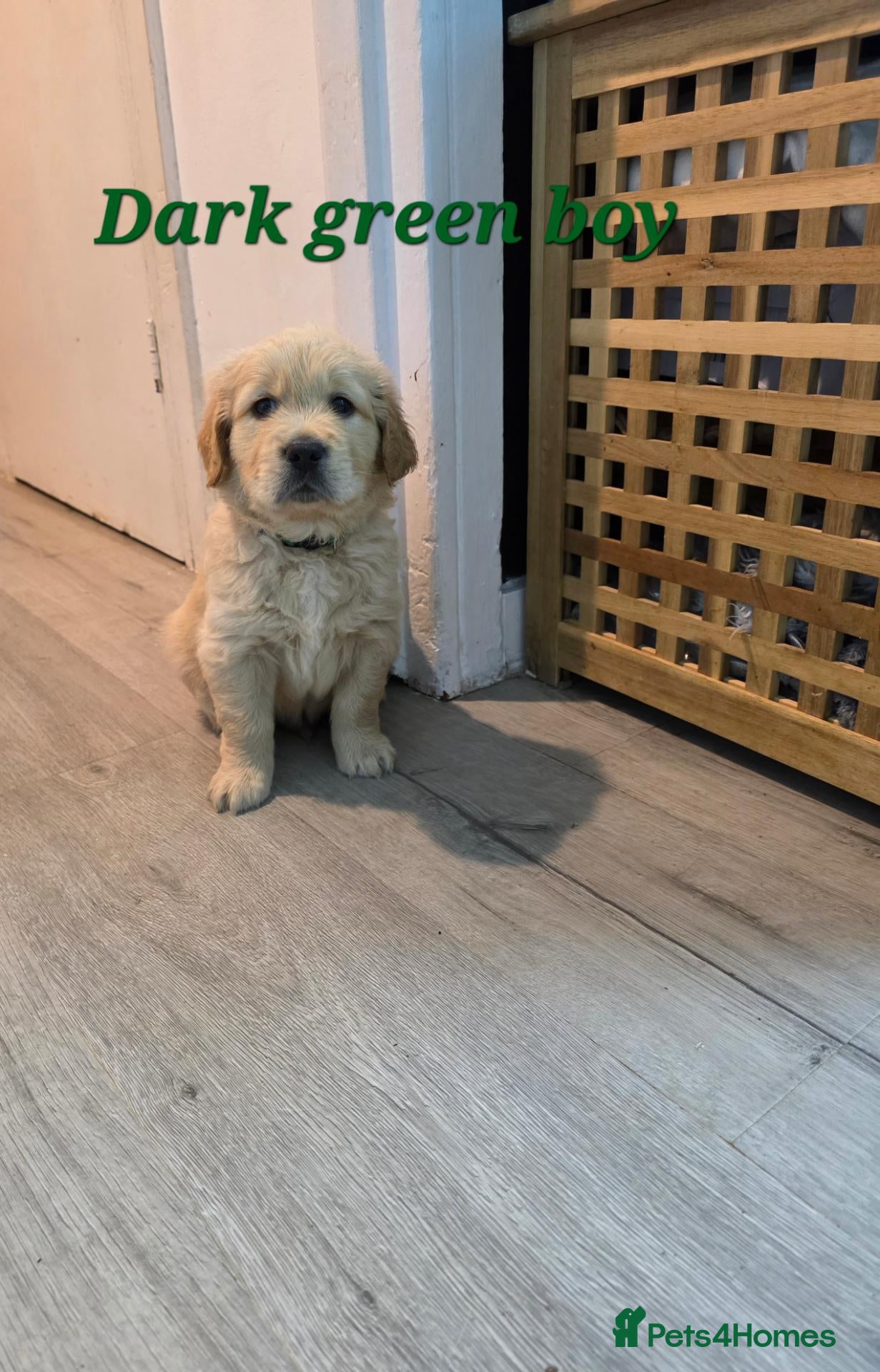 Golden Retriever dogs Lovely Golden retriever puppy  - Advert 2