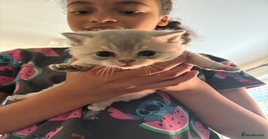 British Shorthair cats - Advert 16