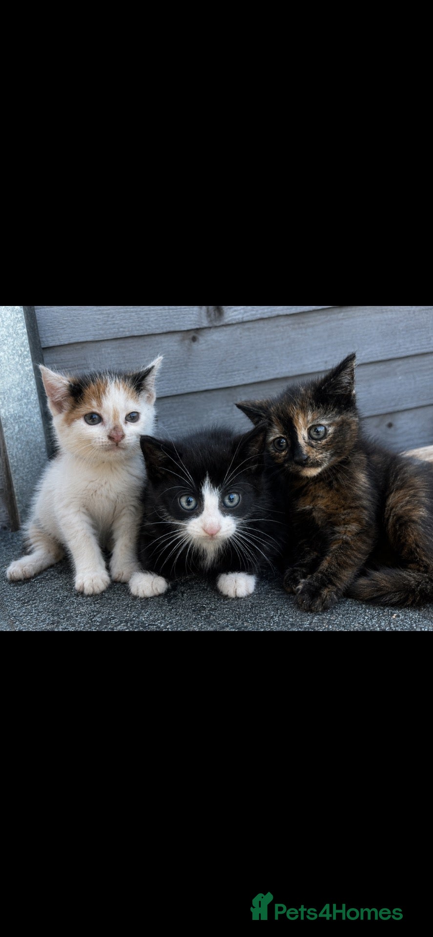 Mixed Breed cats 3 yard kittens for sale - Advert 3