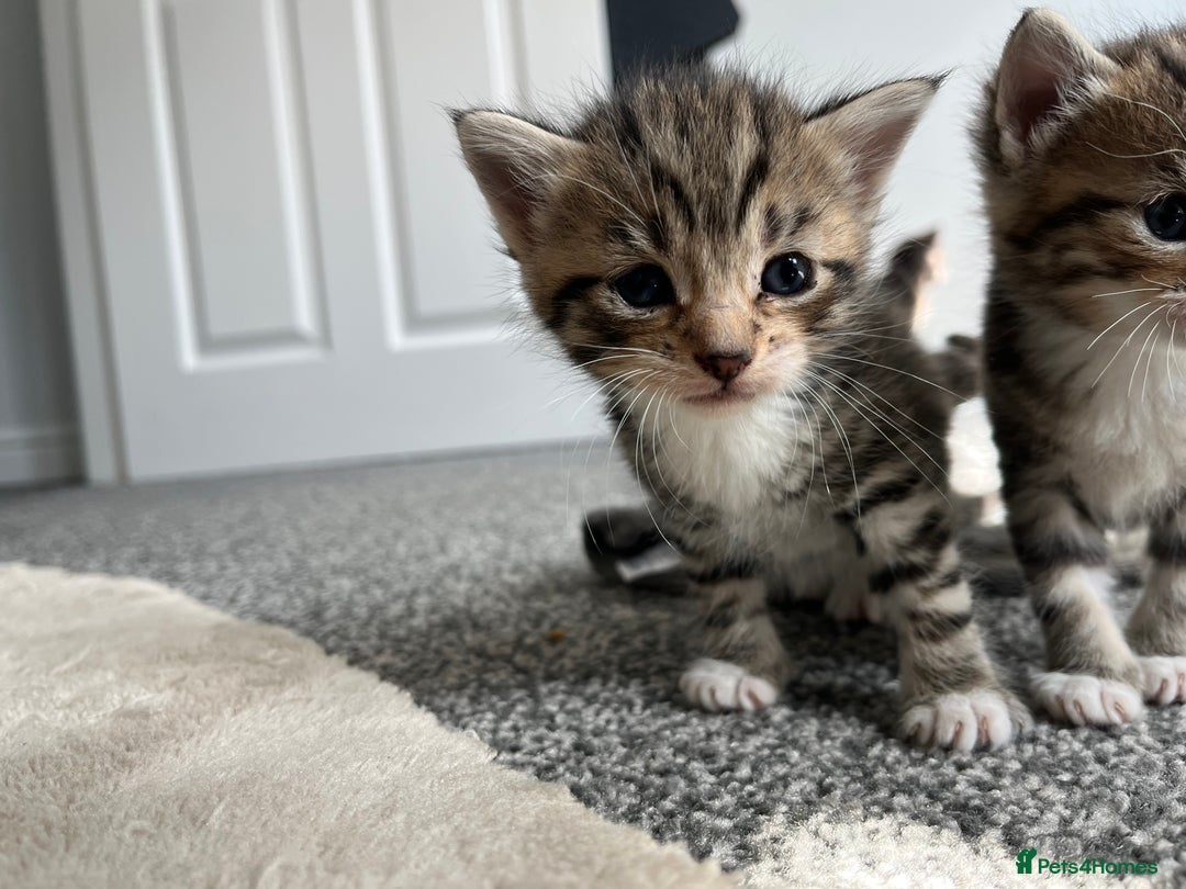 Mixed Breed cats for sale: Female Tabby Mixed Breed Kitten  - Image 5