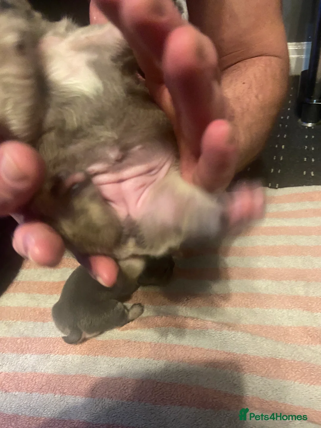 Mixed Breed dogs for sale: French bulldog/English bulldog - Advert 13