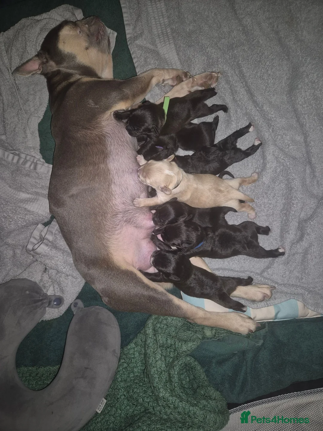 Mixed Breed dogs for sale: 🐾 Beautiful French Bulldog × Cockapoo Puppies 🐾 - Advert 21