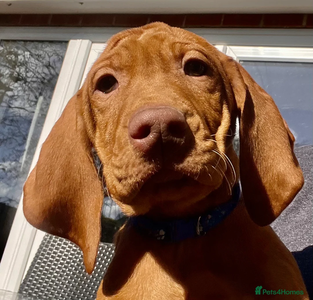 Hungarian Vizsla dogs for sale: Pedigree Hungarian Vizsla’s !! 🐶🐶 - Advert 1