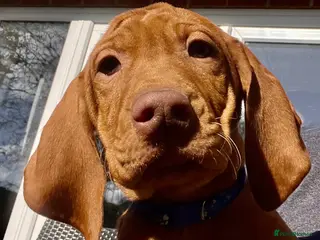 Hungarian Vizsla dogs Pedigree Hungarian Vizsla’s !! 🐶🐶 - Advert 3