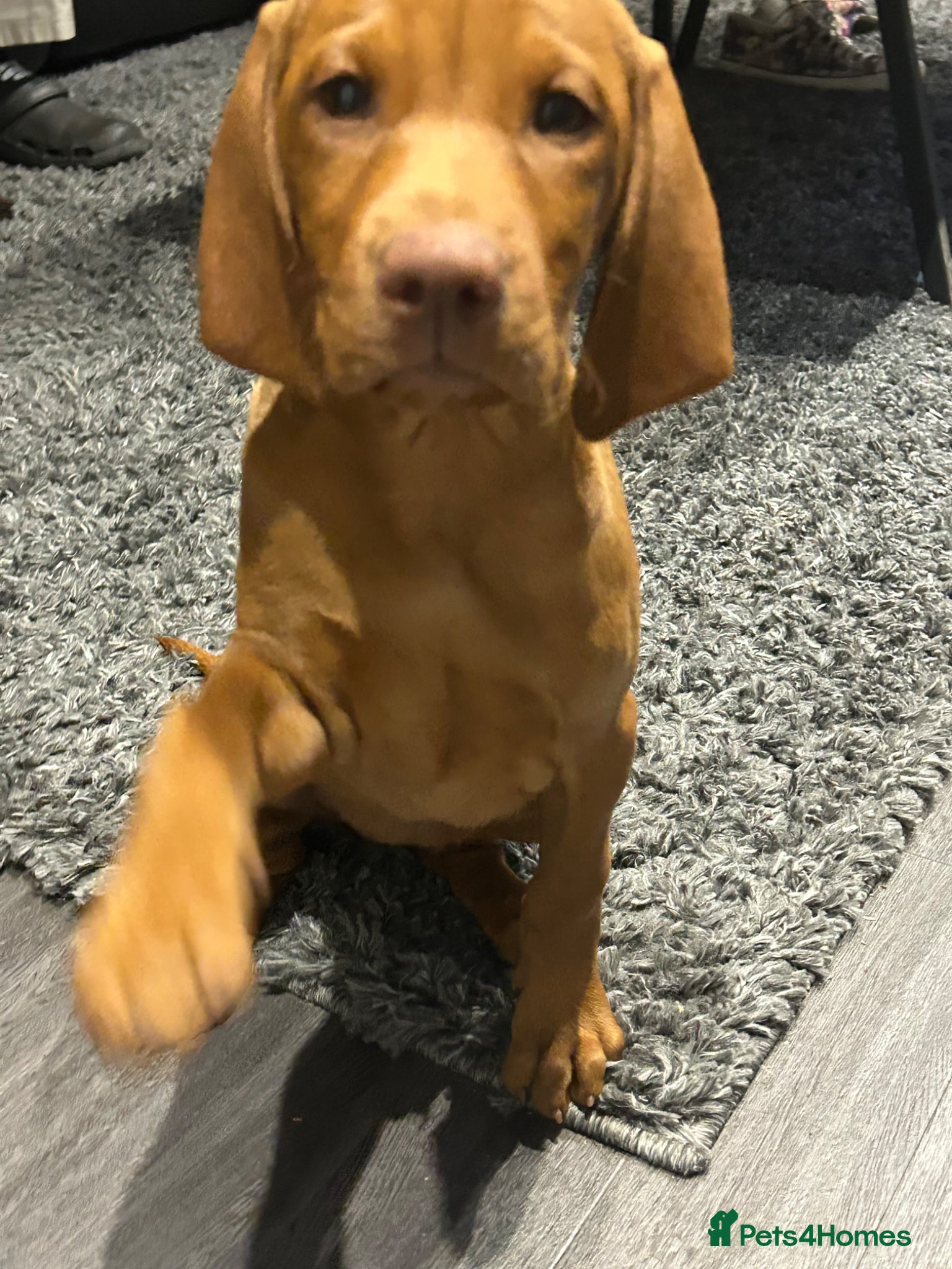 Hungarian Vizsla dogs KC Hungarian Vizsla puppies  - Advert 1