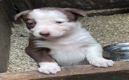 Border Collie dogs for sale: Beautiful sheepdog pups - Image 17