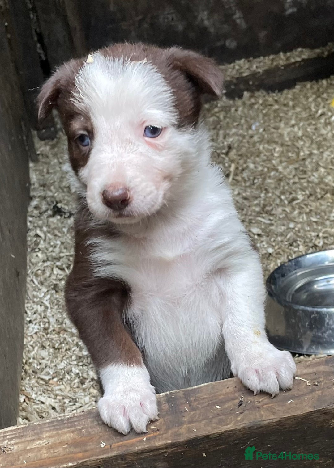 Border Collie dogs for sale: Beautiful sheepdog pups - Image 17