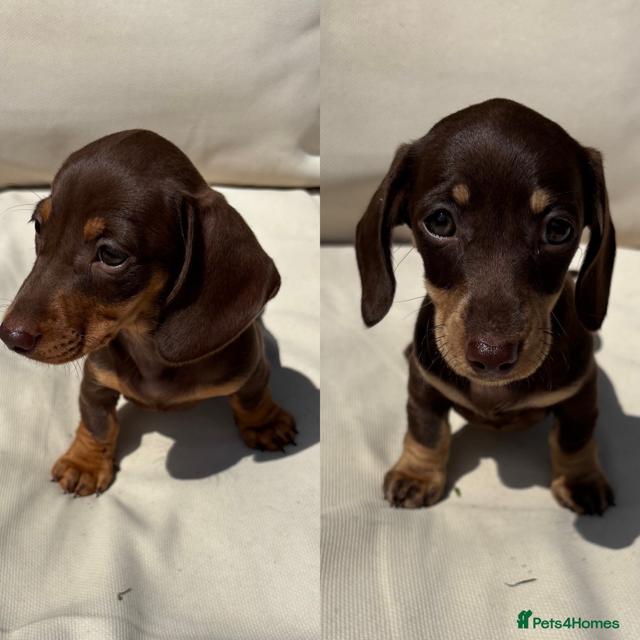 Miniature Dachshund dogs Ready now. Miniature dachshund puppies KC reg  - Advert 17