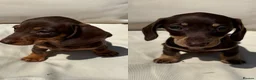 Miniature Dachshund dogs for sale: Ready now. Miniature dachshund puppies KC reg  - Advert 1