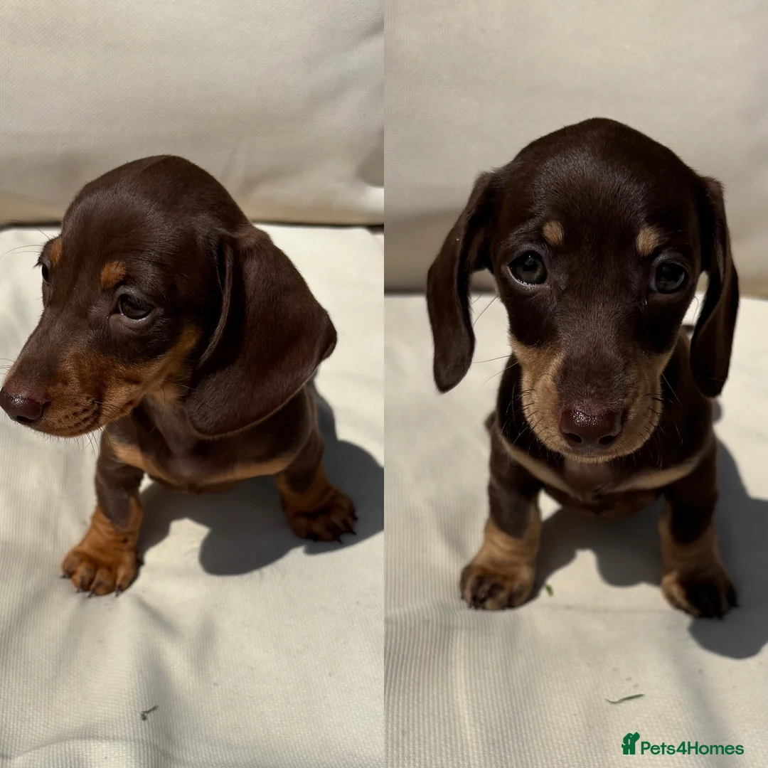 Miniature Dachshund dogs for sale: Ready now. Miniature dachshund puppies KC reg  - Advert 1