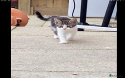 Maine Coon cats for sale: Maine coon kittens 3/4  - Image 1