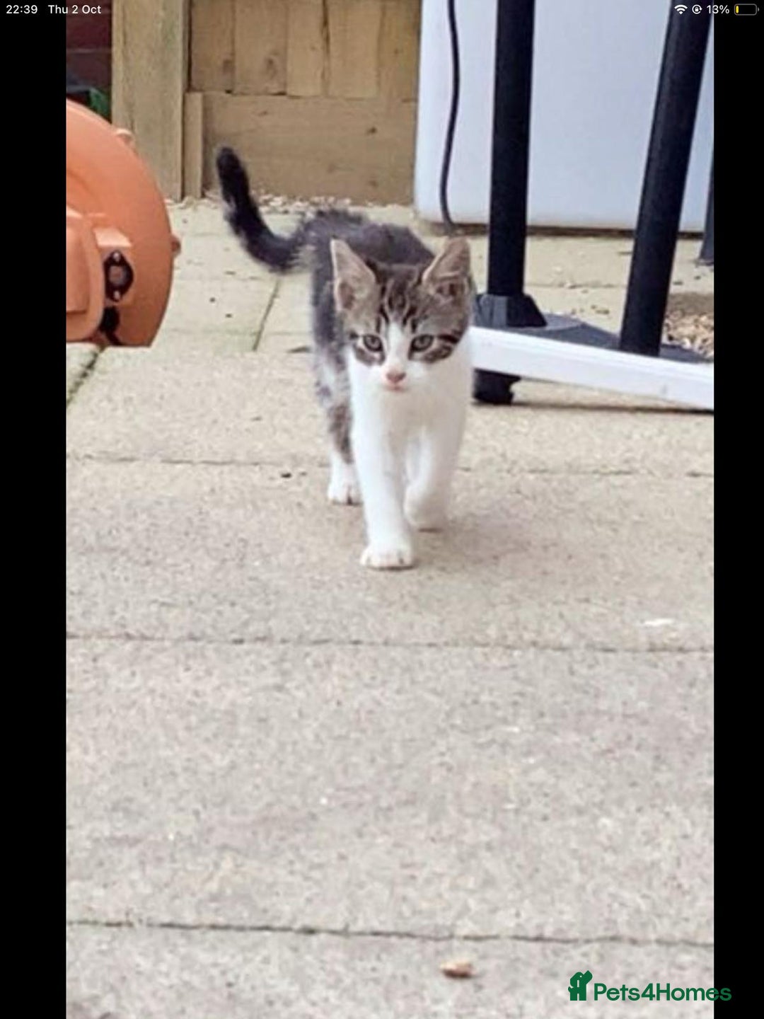 Maine Coon cats for sale: Maine coon kittens 3/4  - Image 1