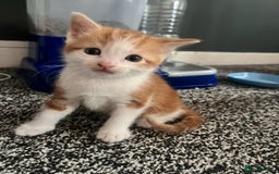 Mixed Breed cats for sale: Ginger mixed breed kittens - Image 3