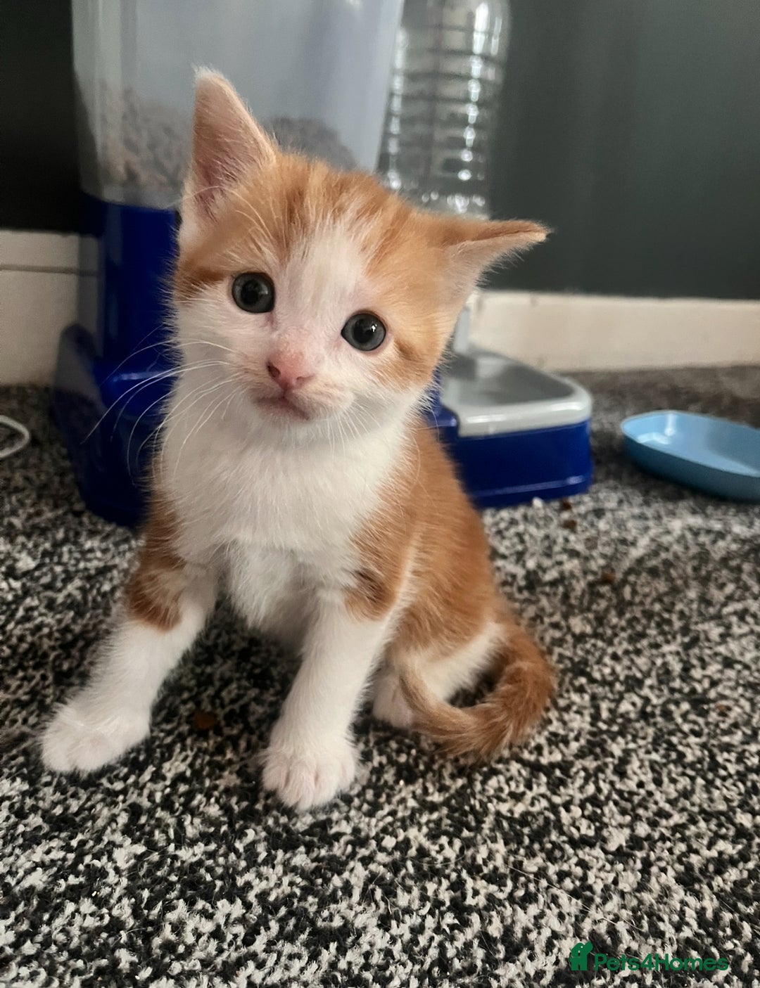 Mixed Breed cats for sale: Ginger mixed breed kittens - Image 3