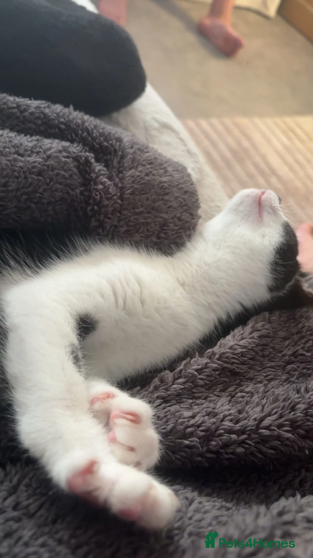 Mixed Breed cats for sale: Kitten for sale urgent  in Dalkeith - Advert 3