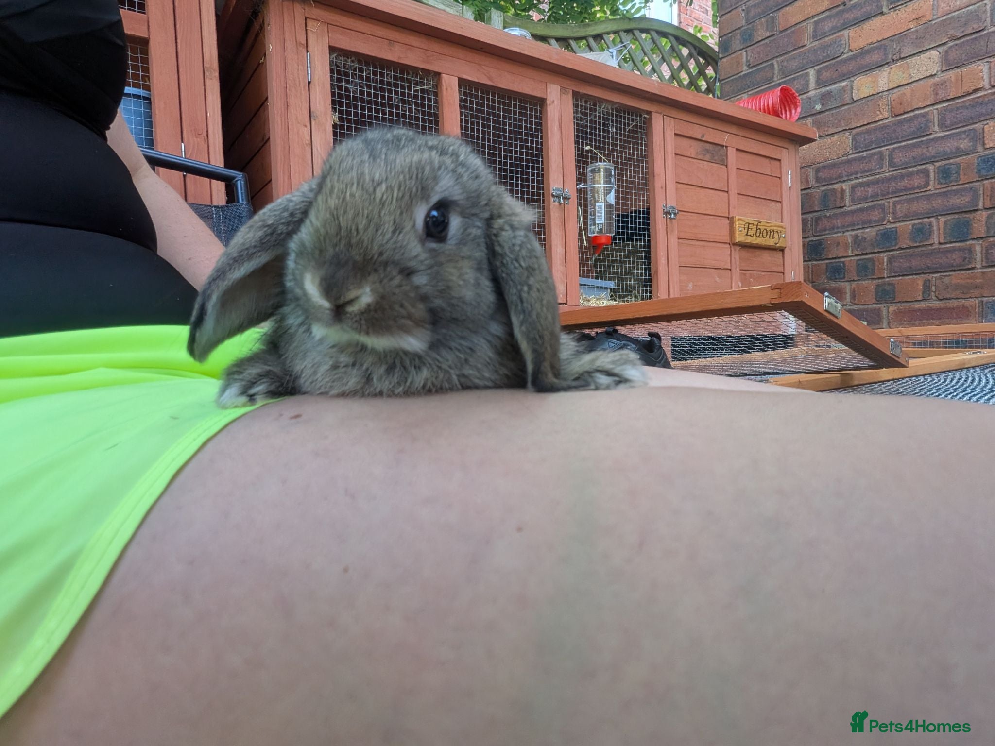Mini Lop rabbits *Last one available* Mini Lops - Advert 10