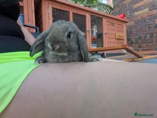 Mini Lop rabbits *Last one available* Mini Lops - Advert 10
