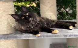 Maine Coon cats for sale: Tica Stunning Kittens  - Image 15