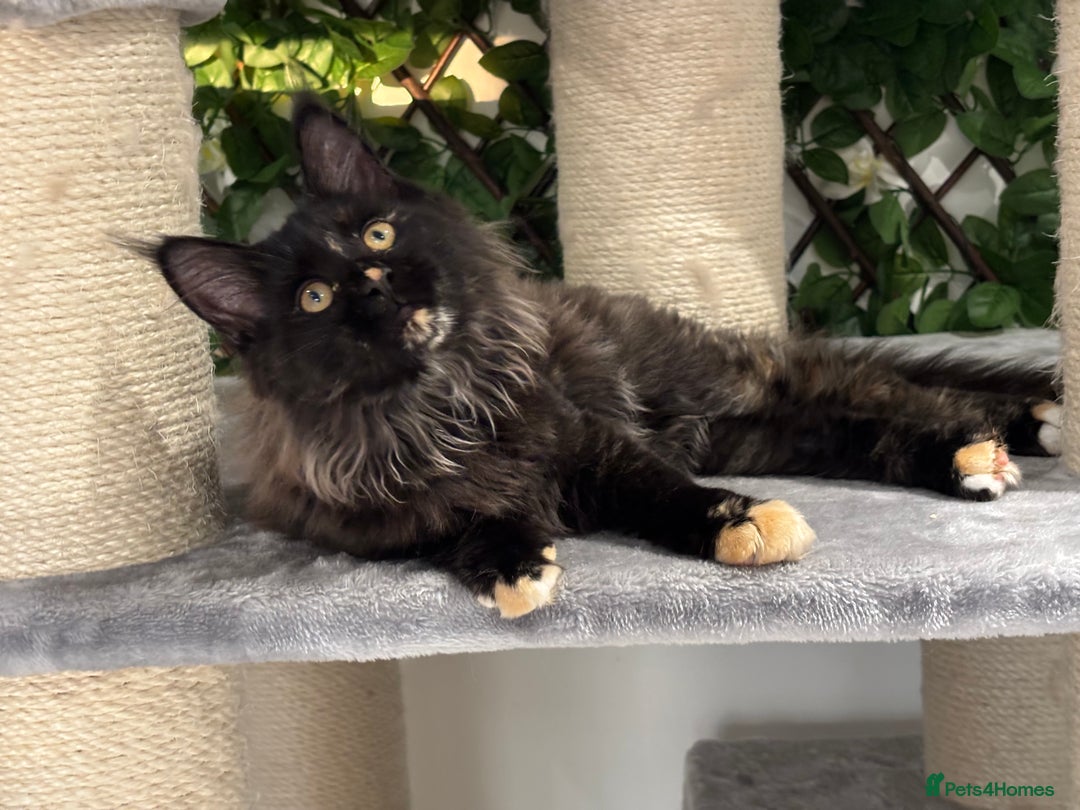 Maine Coon cats for sale: Tica Stunning Kittens  - Image 15