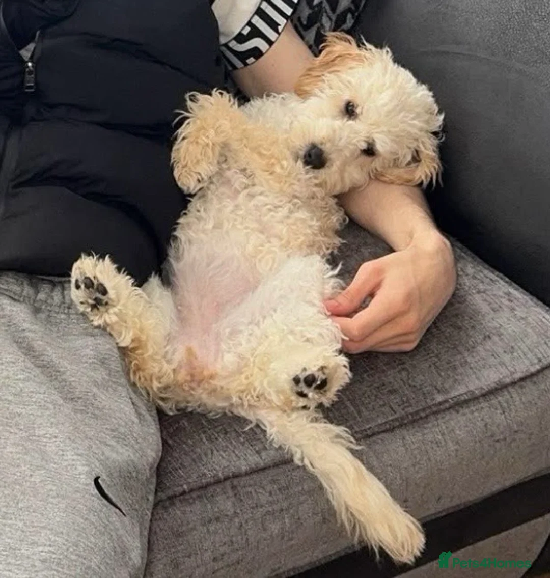 Cockapoo dogs for sale: 1 year old cockapoo for sale  - Advert 1