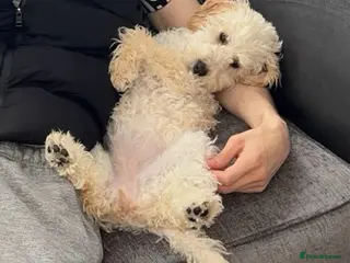 Cockapoo dogs 1 year old cockapoo for sale - Advert 6