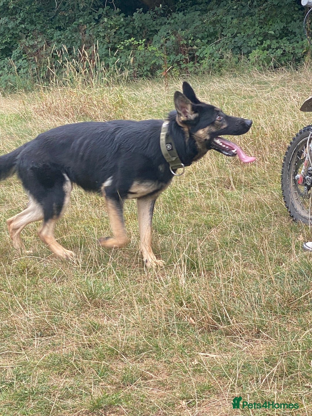 German Shepherd dogs for stud: Working line German Shepherd - Advert 3