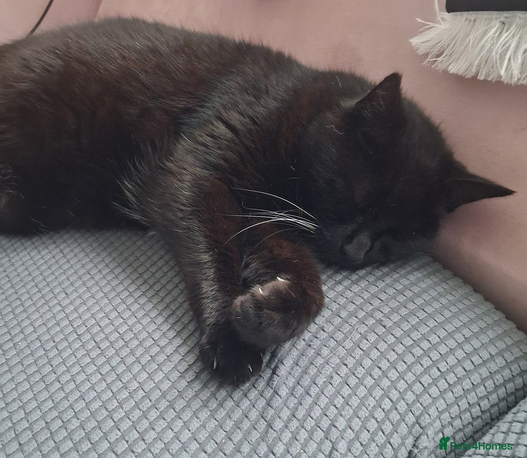 Bombay cats for sale: Bombay girl kitten  - Advert 3