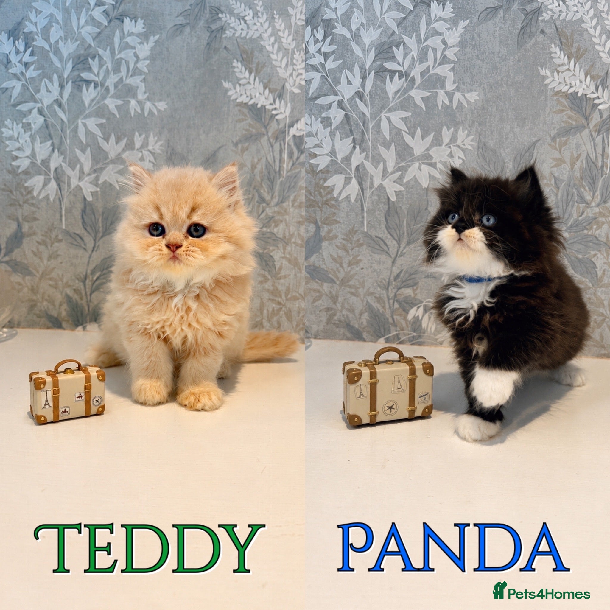 Persian cats 2 LEFT Beautiful LongHair Persian Kittens PKD neg - Advert 2
