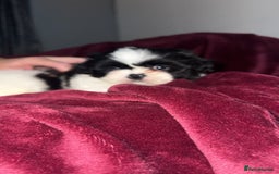 Shih Tzu dogs for sale: Shih Tzu Puppies  - Image 18