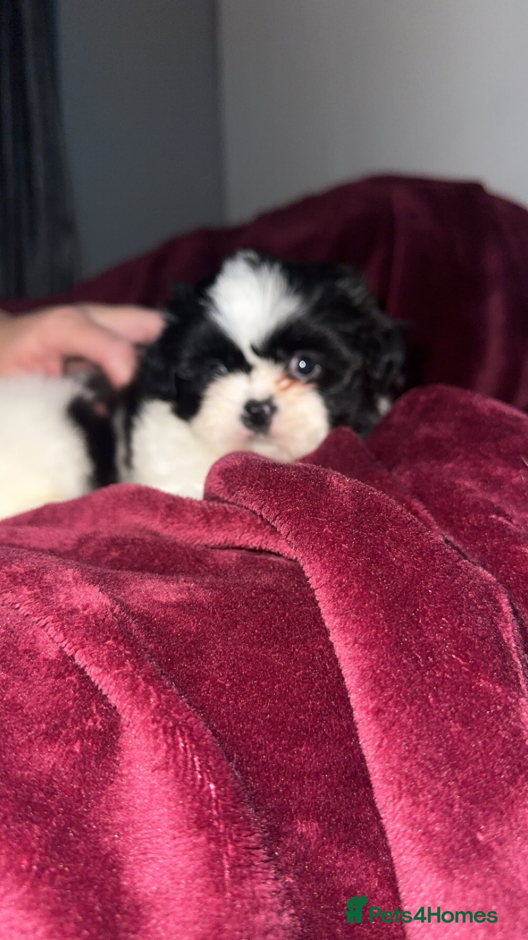 Shih Tzu dogs for sale: Shih Tzu Puppies  - Image 18