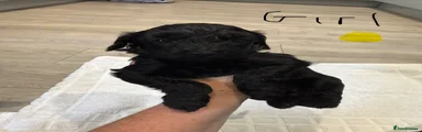 Cockapoo 7