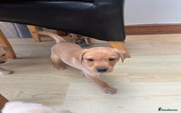 Labrador Retriever dogs for sale: Stunning Labrador pedigree puppies  - Advert 34