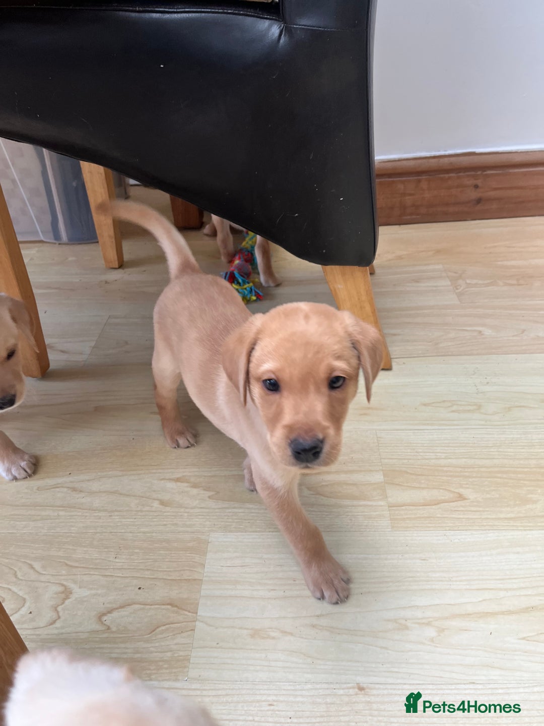 Labrador Retriever dogs for sale: Stunning Labrador pedigree puppies  - Advert 34